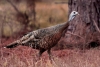 A wild turkey hen approaches a trapping site in southeastern Oklahoma.
