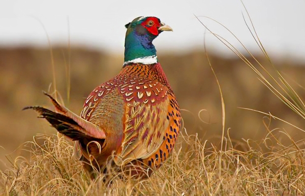 Spring Rains Gives Pheasant Numbers Slight Bump