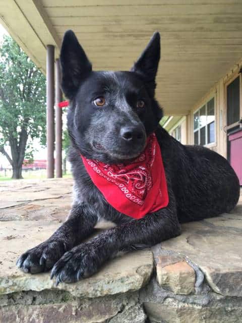 bandana dog