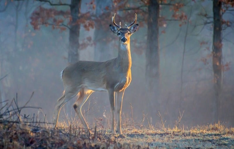 OK Department of Wildlife