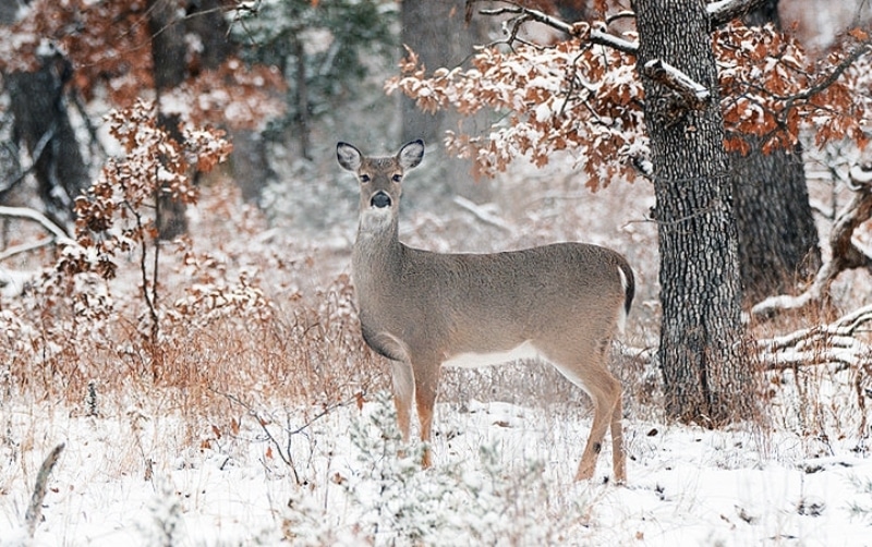 Oklahoma Department of Wildlife Conservation