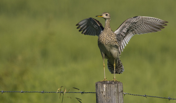 upland-sandpiper-daniel-arndt-cc-by-nc-sa-2-0_crop